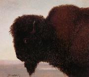 Albert Bierstadt, Buffalo Head